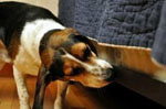bedbug_k9