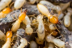 TERMITE  CONTROL